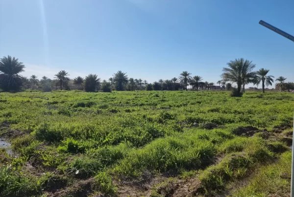 Abo Ghraib Farm