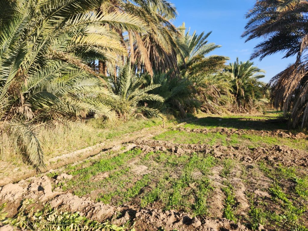 PHOTO-2023-12-17-19-28-22 Abo Ghraib Farm