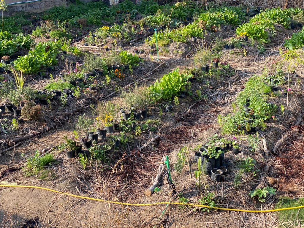 PHOTO-2023-12-18-14-46-32 600M Urban Farming