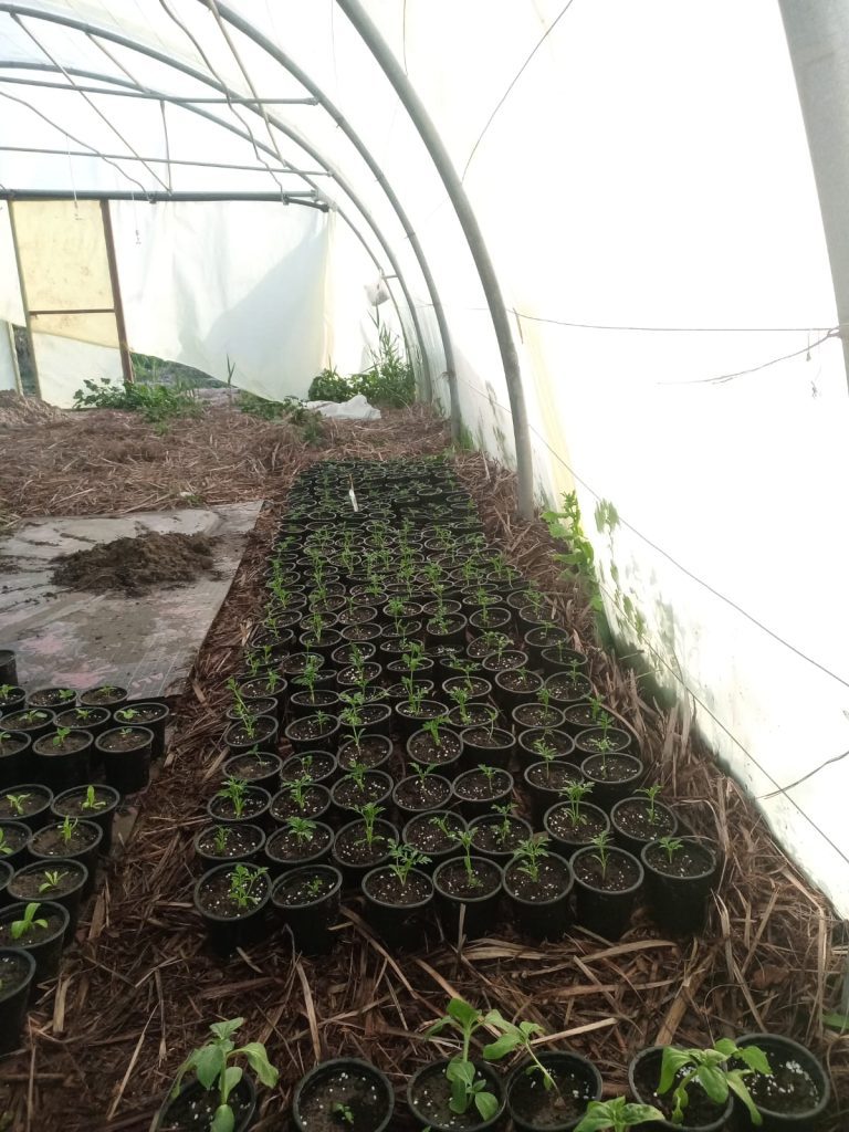 PHOTO-2024-03-07-21-27-04 Al Rashdiya Nursery