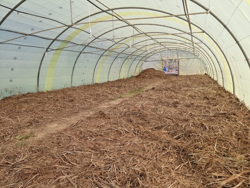 PHOTO-2024-08-11-21-07-25 Al Rashdiya Nursery