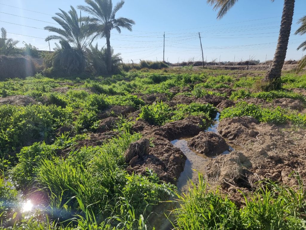PHOTO-2024-08-11-21-17-23 Abo Ghraib Farm
